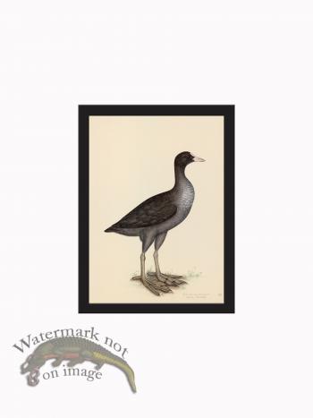 Rudbeck CFA_BF 24 EURASIAN COOT